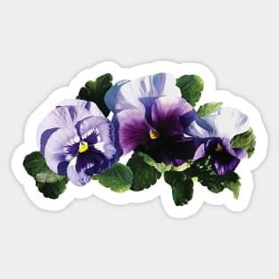 Three Purple Pansies Sticker